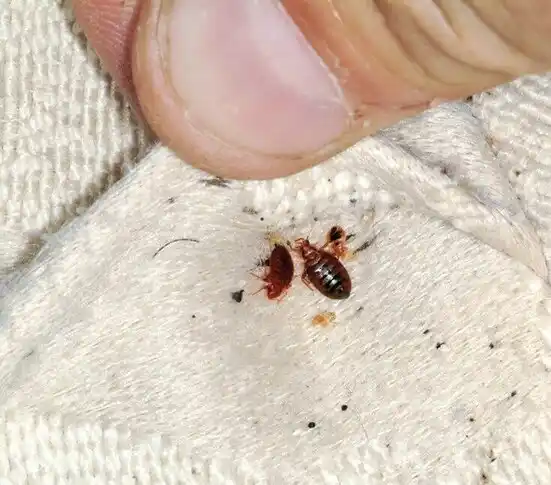 pest control Lindenhurst